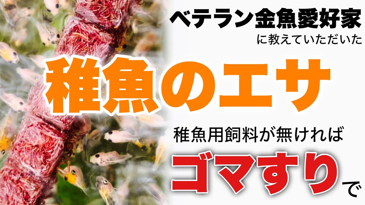 【その手があったか😵】蝶尾・江戸錦・らんちゅう・東錦の稚魚たち | 金魚の稚魚飼料が無くてもコレで大丈夫 | ベテラン金魚愛好家今井さまに色々教えて頂きました😊 | ​⁠
