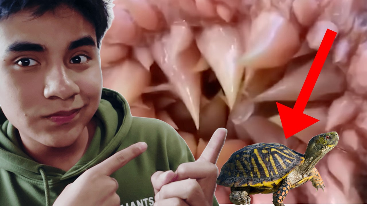 10 Cosas que NUNCA Haz VISTO / REACCIÓN