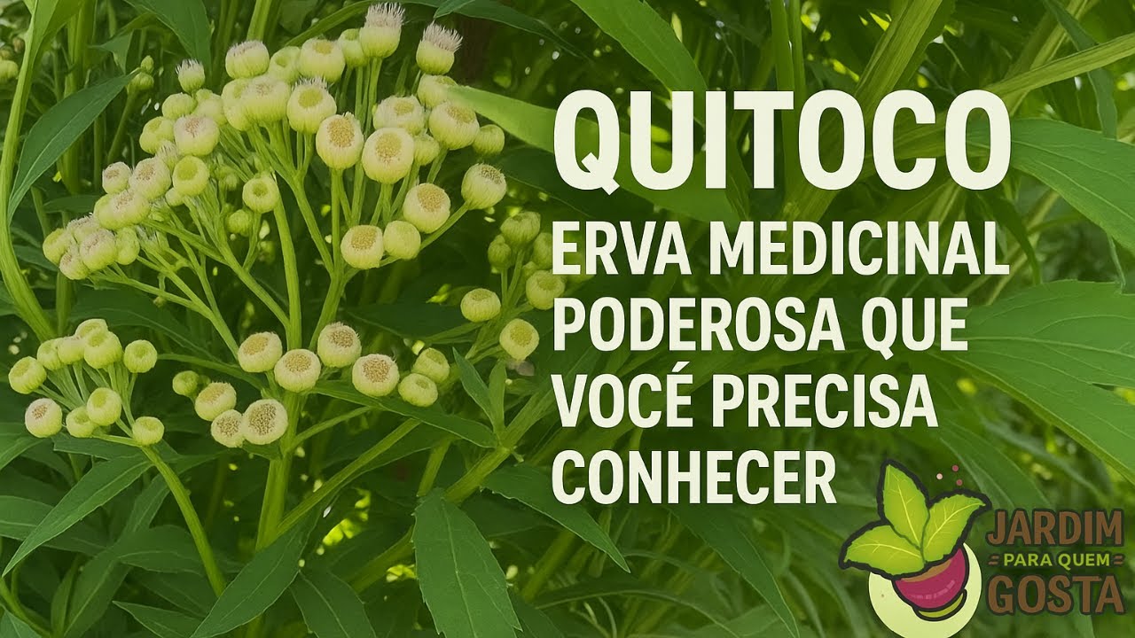 QUITOCO – ERVA MEDICINAL PODEROSA QUE VOCÊ PRECISA CONHECER