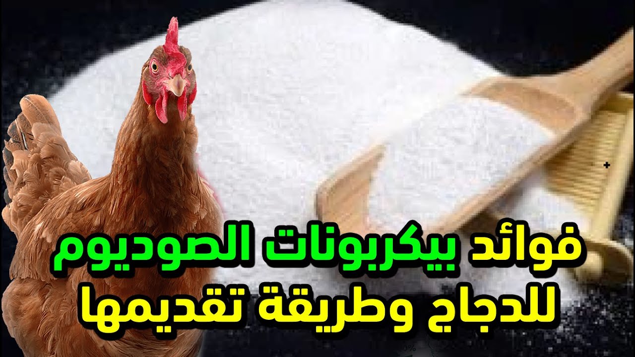 فوائد بيكربونات الصوديوم للدجاج البياض سحر تعالى نقولك ازاي تقدمها للدجاج بالطريقة الصح بدون مشاكل 🐔