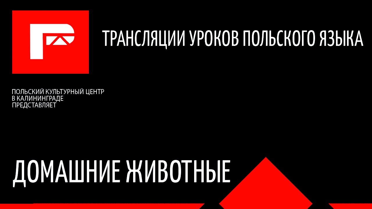урок польского языка (домашние животные)