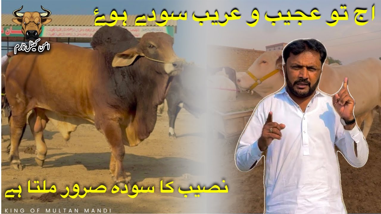 Naseeb Ka Soda Zror Milta Hy😘Aj To Ajeeb o Greeb Sody Howy😳||King Of Multan Mandi Mahar Hashim 