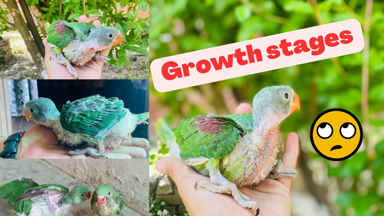 Raw baby parrot growth upto |9 month Part:1