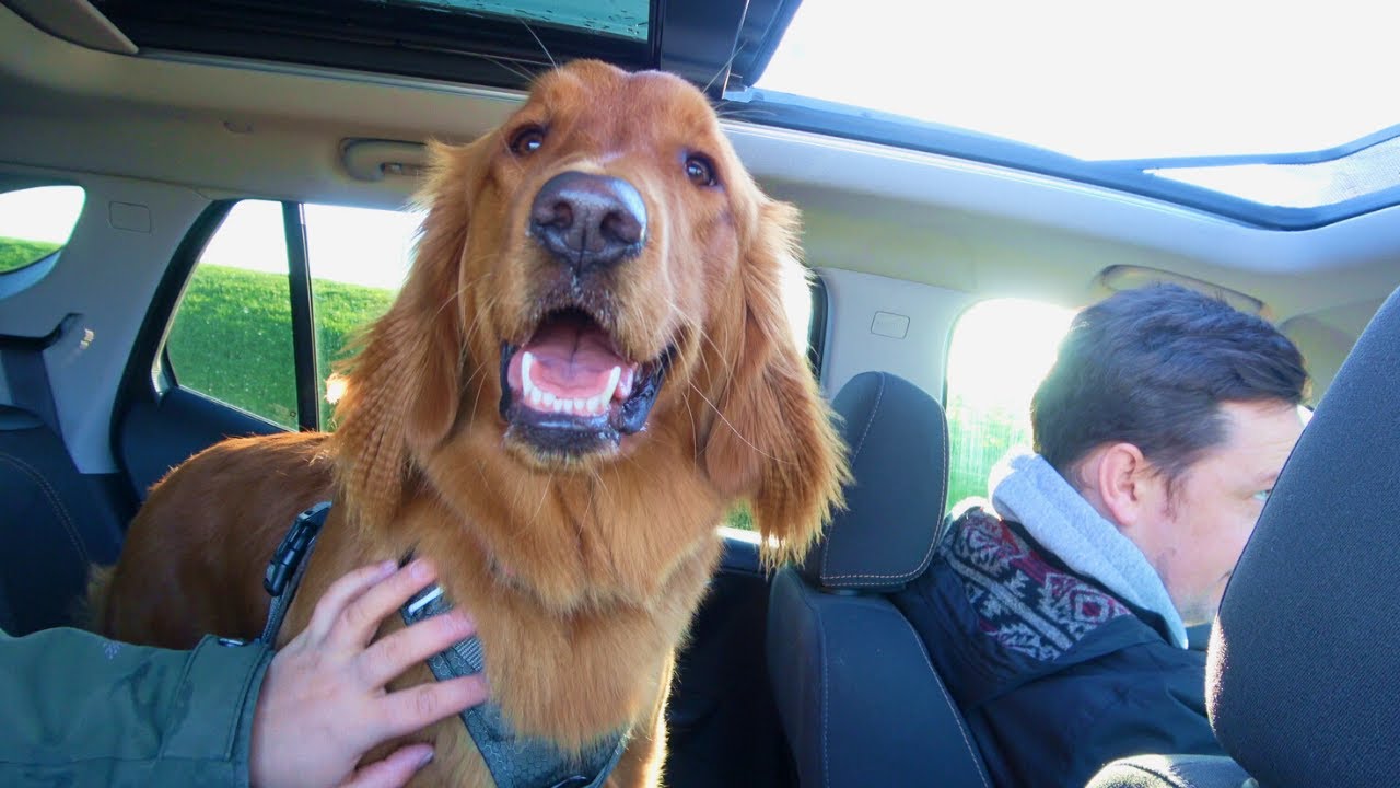 Red Golden Retriever Puppy🐶 Salt Spring Island Adventures Part1 🍁11 Month Old Puppy