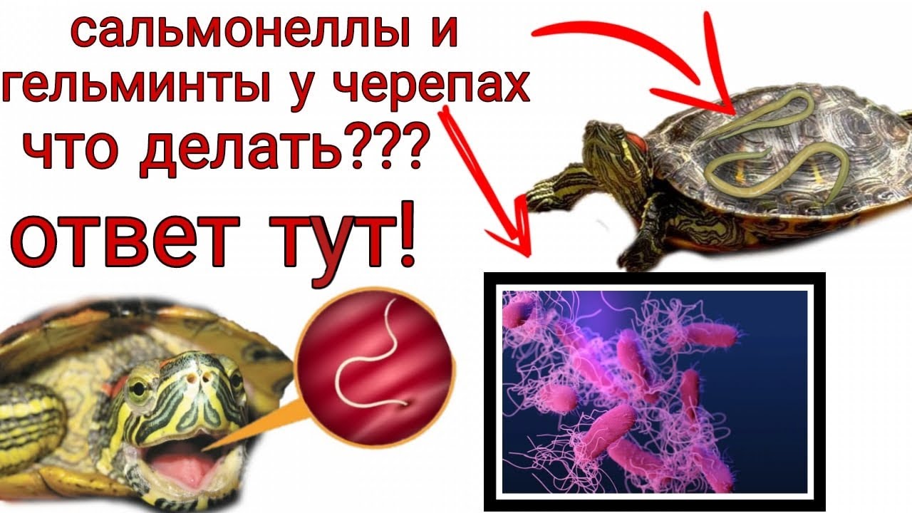 Сальмонеллез и гельминтоз у черепах. Как лечить?