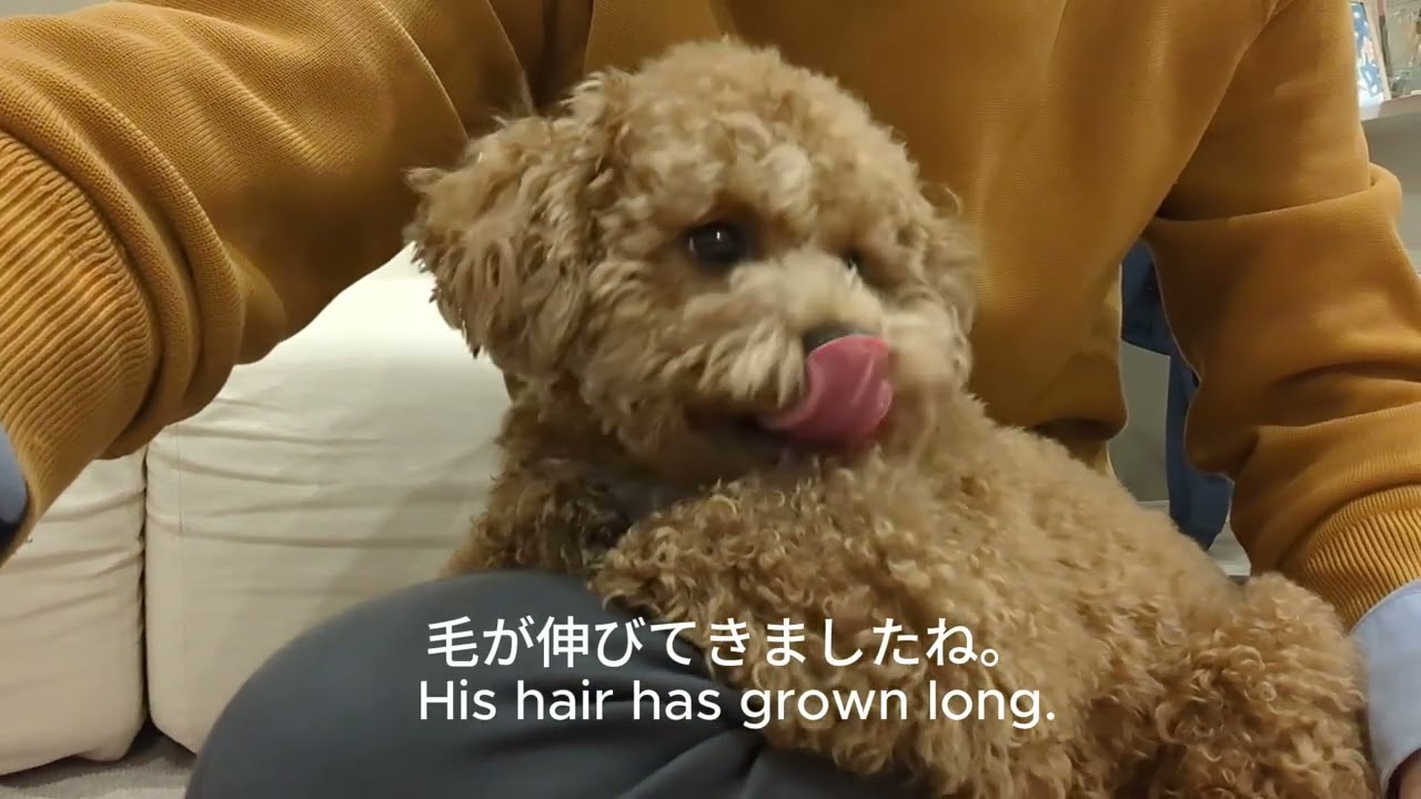 毛が伸びてますね　His hair has grown long.