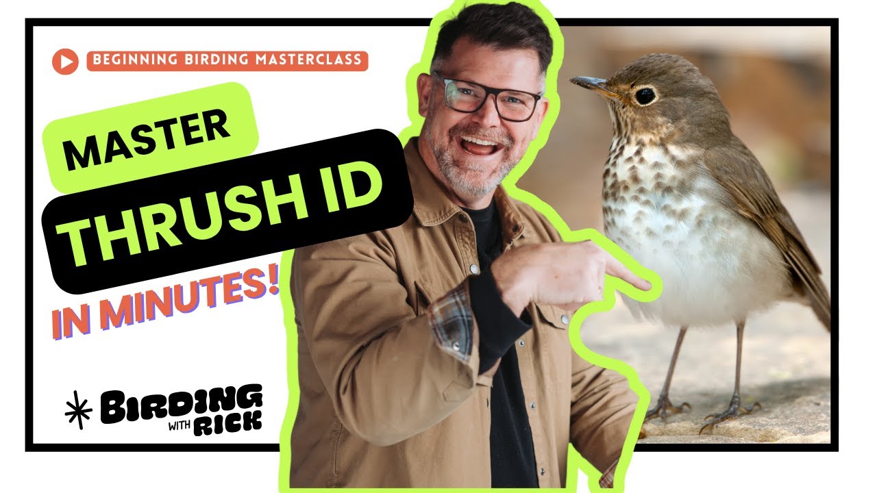 How To Identify Thrushes the EASY way
