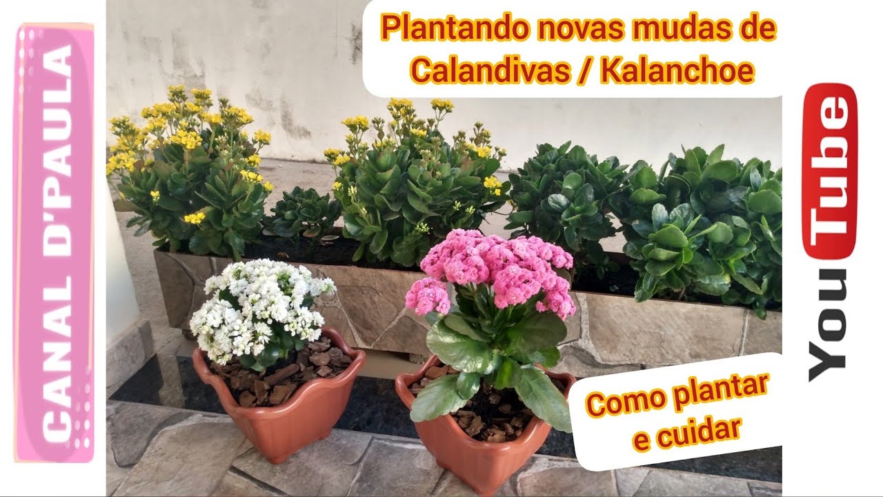 Como plantar e cuidar de Kalanchoe / Calandiva - Flor da Fortuna no vaso.