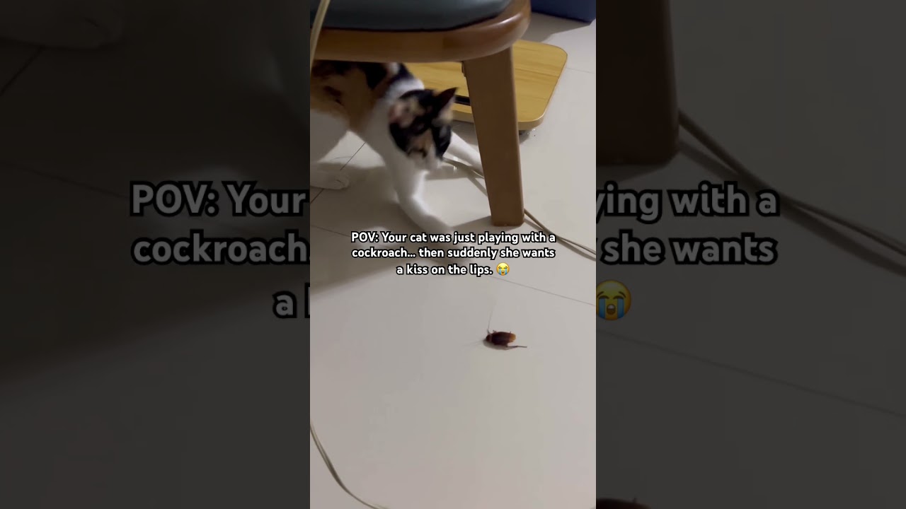 How do I tell her she was playing with a cockroach? 🤧