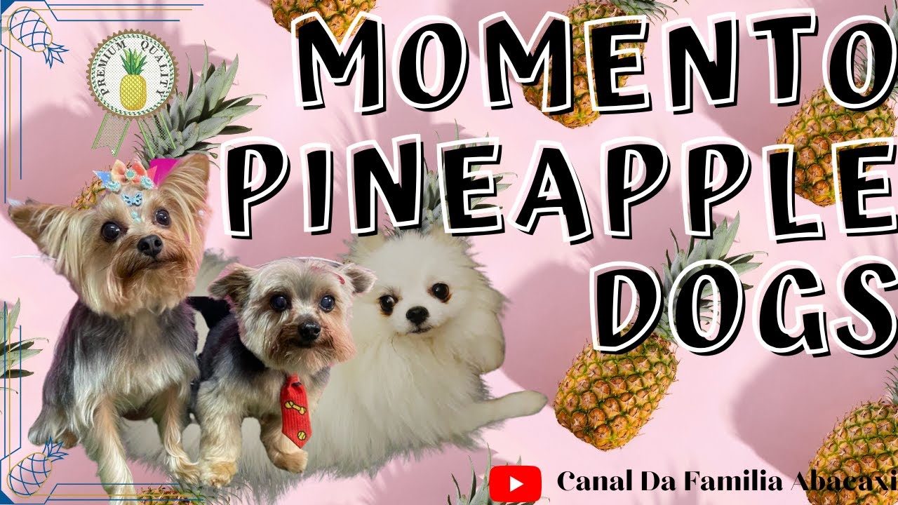 O PETISCO CALMANTE FUNCIONA na Lilika Ripilika?! Nossa Spitz Gulosa Testou o Snack do Vida! 🐶❄️