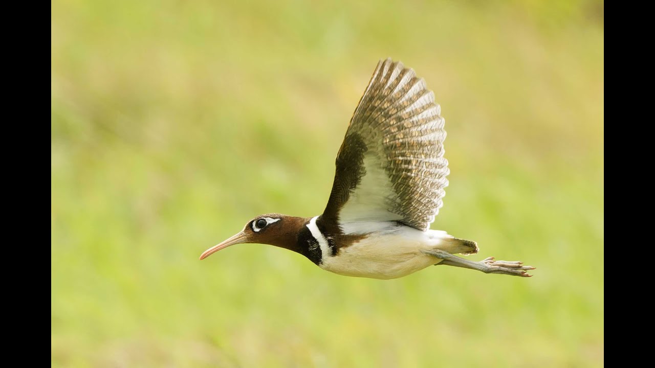 Hong Kong birds, April 2025