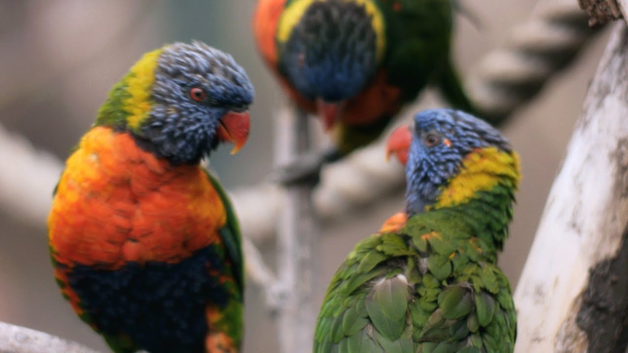 Denver Zoo Visit - Voigtländer 60mm f/0.95, Panasonic GH5 II
