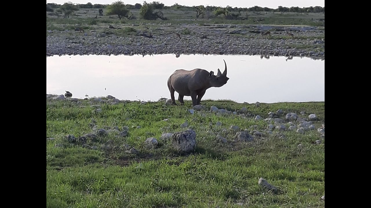 Tierbeobachtungen im Etosha-Nationalpark und Abschied von Namibia in Windhoek