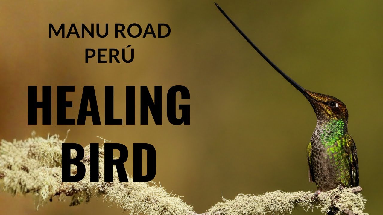 Healing birds - Manu Road