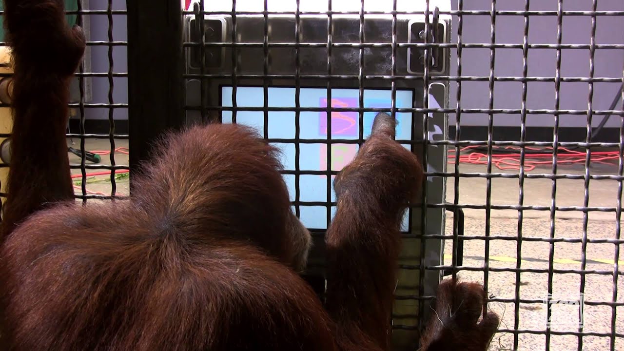 Great Apes Use Touchscreen Computers Behind-the-Scenes at Zoo Atlanta