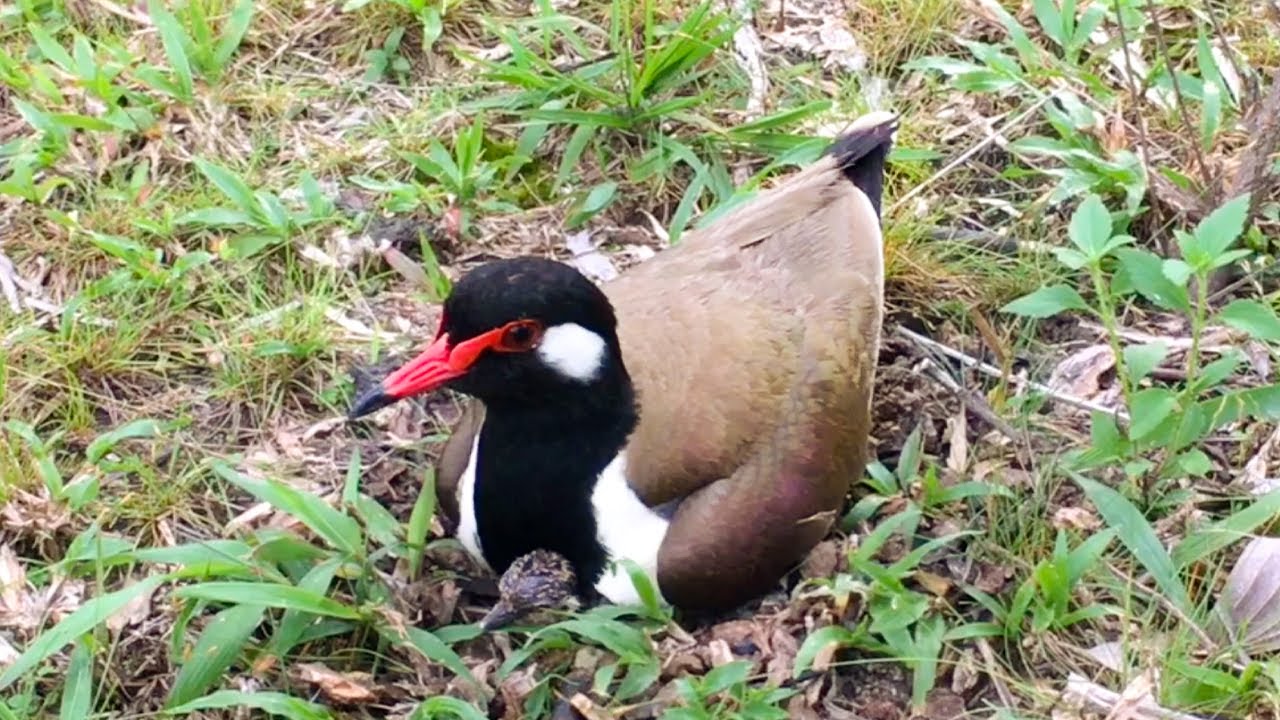 Newborn Chick Enjoy Living Under Mother's Wings (1) &ndash; Lapwing Bird Hatching and Brooding (Ep77)