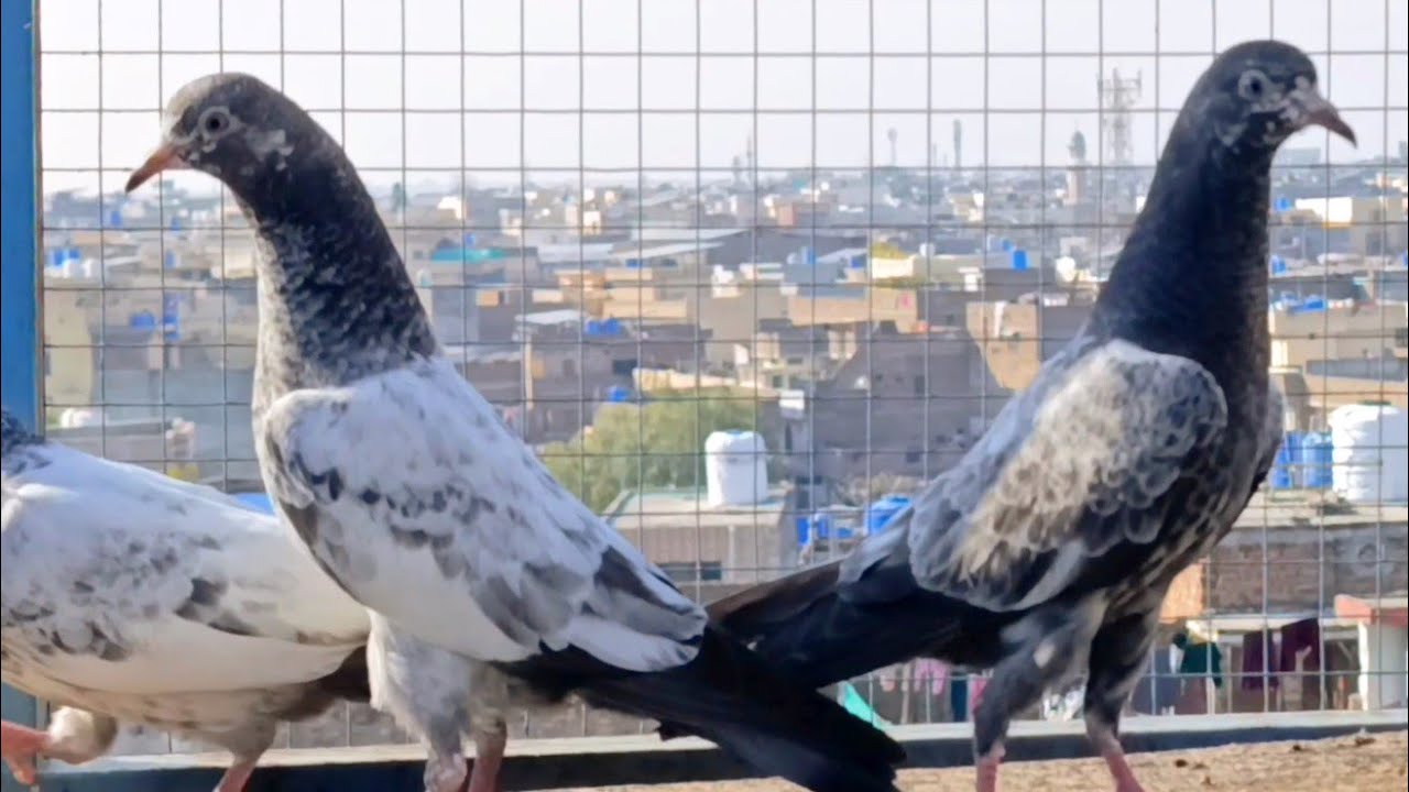 Breeding progress Kamal ka bachy ae..24 January 2026