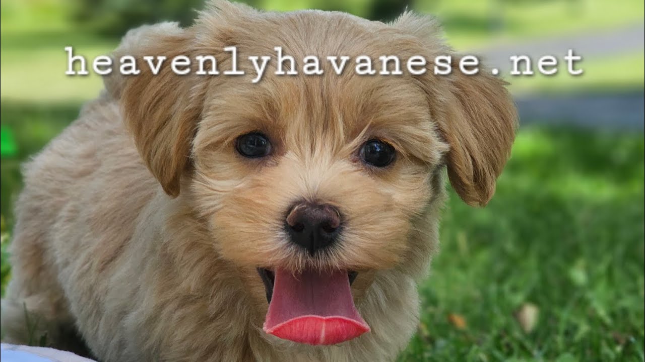 Heavenly Havanese™️ Turbo's Apricot Puppies. Piper and Izzy Play With Mabel.