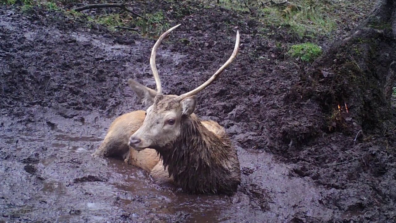 Joyful deer having a deer-lightful time wallowing in mud (Dec 1)