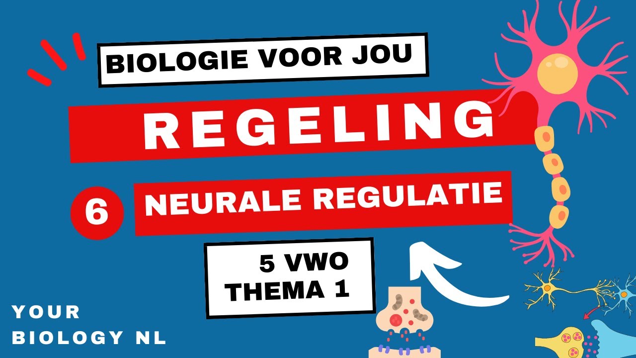 5 vwo | Regeling | 6 | Neurale regulatie / impulsgeleiding