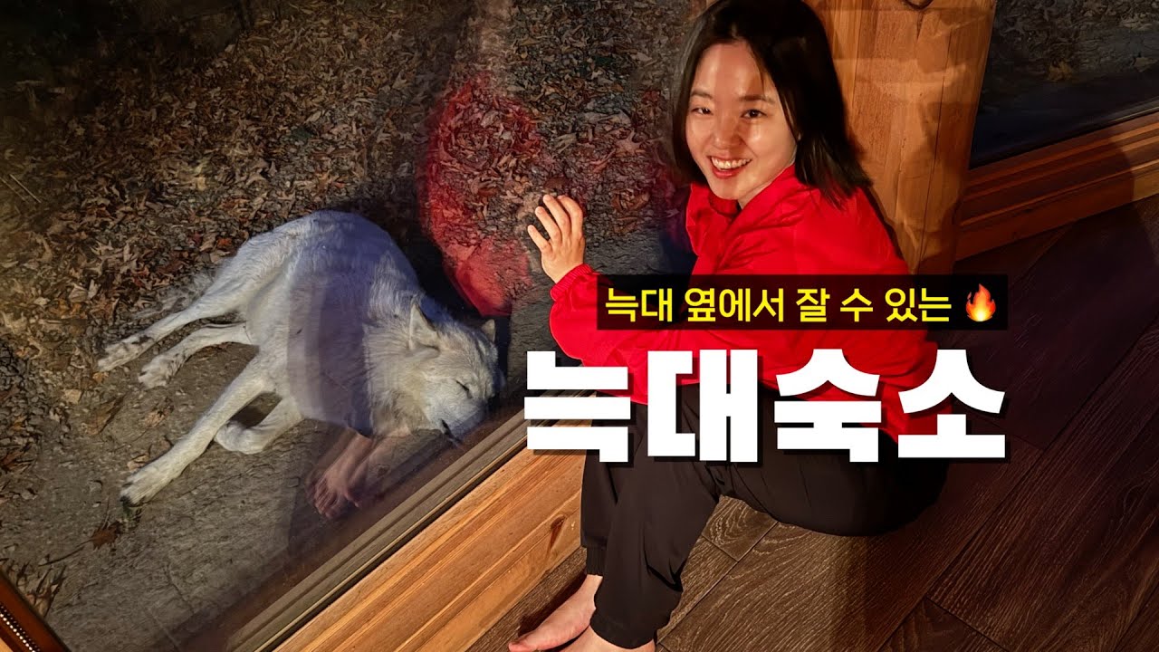 늑대랑 잘 수 있는 숙소에 100만원 쓰면 생기는 일 🇨🇦(8)