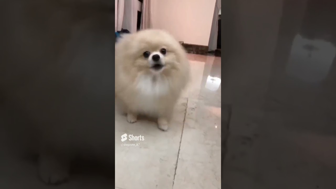 Pomeranian Barking Sound Effect