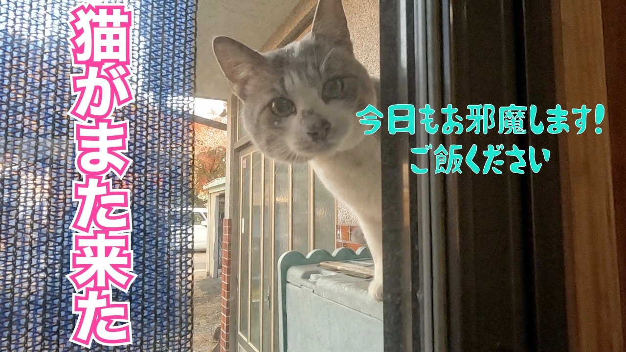 ‼️また猫がやって来た‼️　逃げた野良猫ちゃー😊　のんびり日記😊