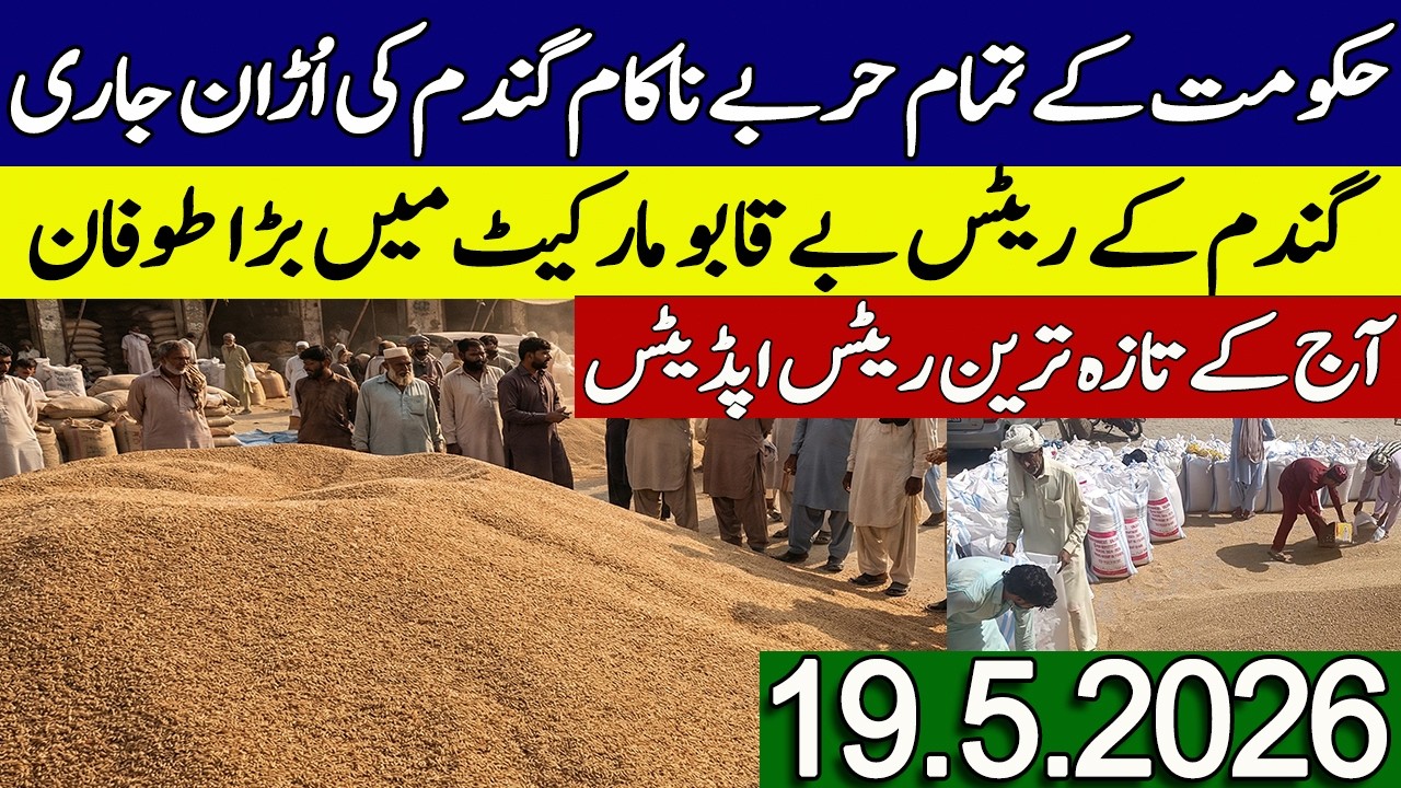 New Gandum Rates Today 2026 || New Makki Price Today || Gundam kay Rates Today 2026