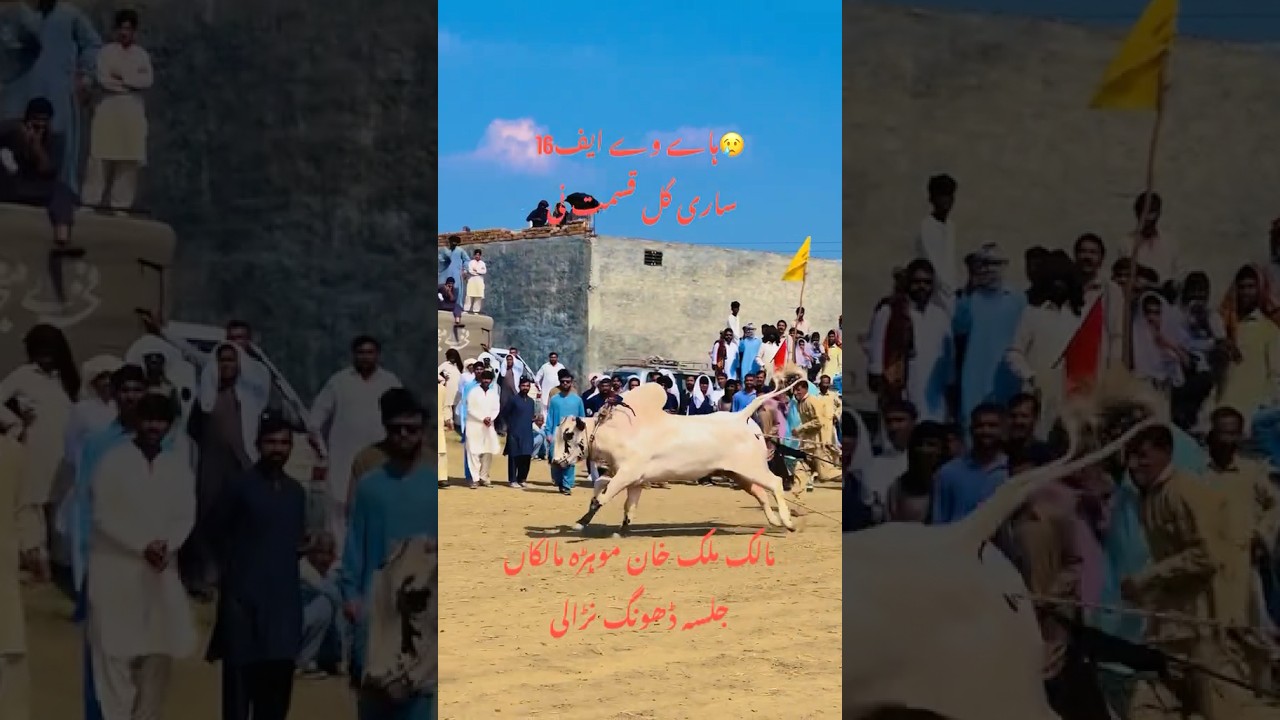 #bullrrace #bullfarm #shortpants