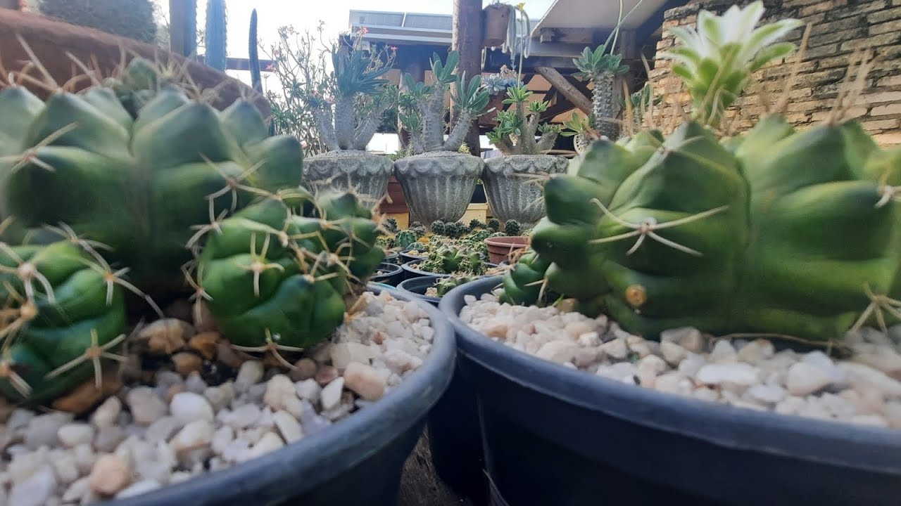 GYMNOCALYCIUM MULTIPLORIFERUM  SUAS FLORES + CURIOSIDADES 💚🌵
