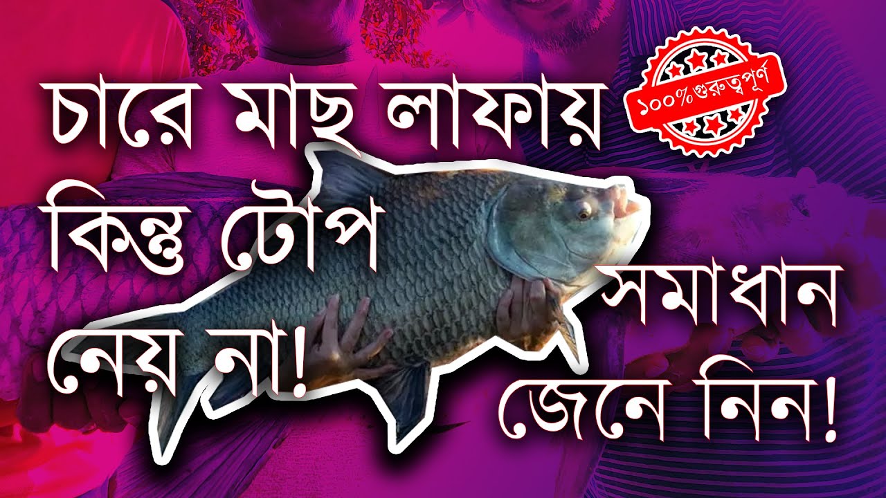 চারে মাছ লাফায় কিন্তু টোপ খায় না সমাধান কি ? not #bhojpuri