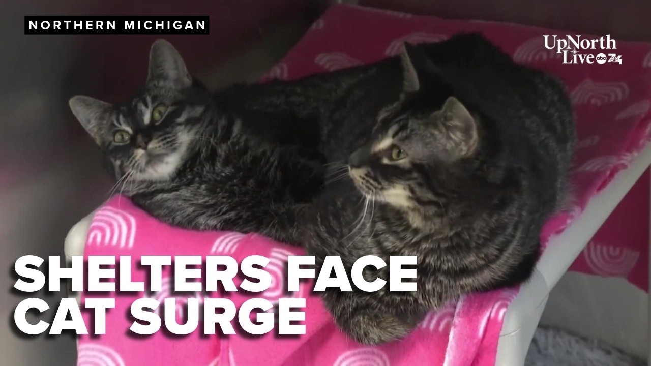 Northern Michigan animal shelters overwhelmed by surge in cats