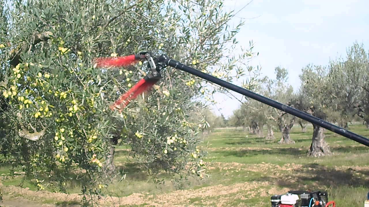 Récolte olive mécanisée  B Hmb