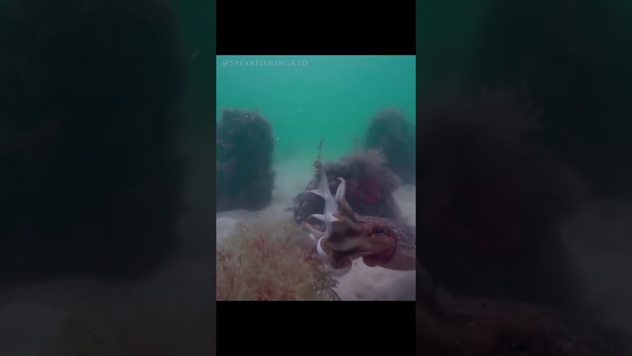 Cuttlefish attack fish in the sea 🦑 Amazing! Cuttlefish hunting