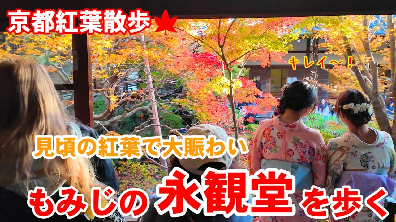 11/21(金)京都紅葉散歩🍁ついに見頃の紅葉で観光客で賑わう永観堂を歩く【4k】Autumn leaves at Eikando Temple