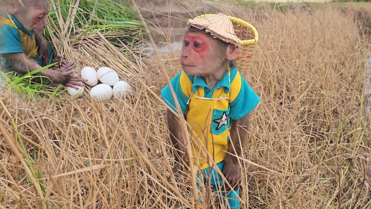 Lucky Hunter! SU's Surprise Duck Egg Harvest in the Fields!