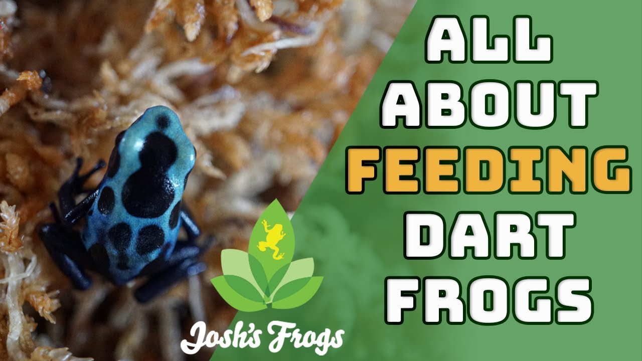 How Often To Feed Your Dart Frogs
