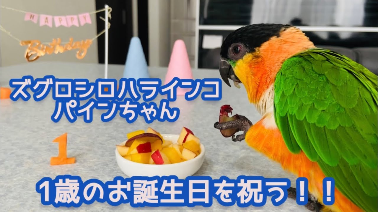 ズグロシロハラインコ 1歳のお誕生日を祝う！！/black-headed caique/happy 1st birthday!