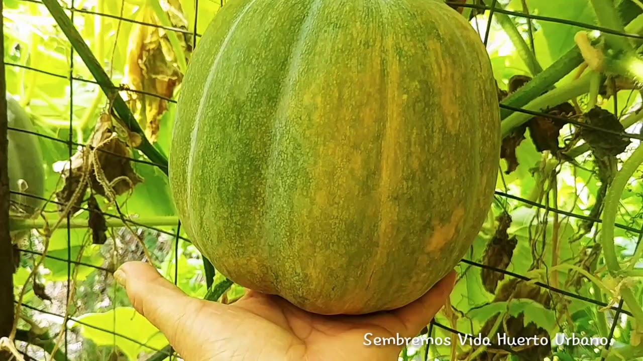 Polinización cruzada en zapallo ó calabaza.