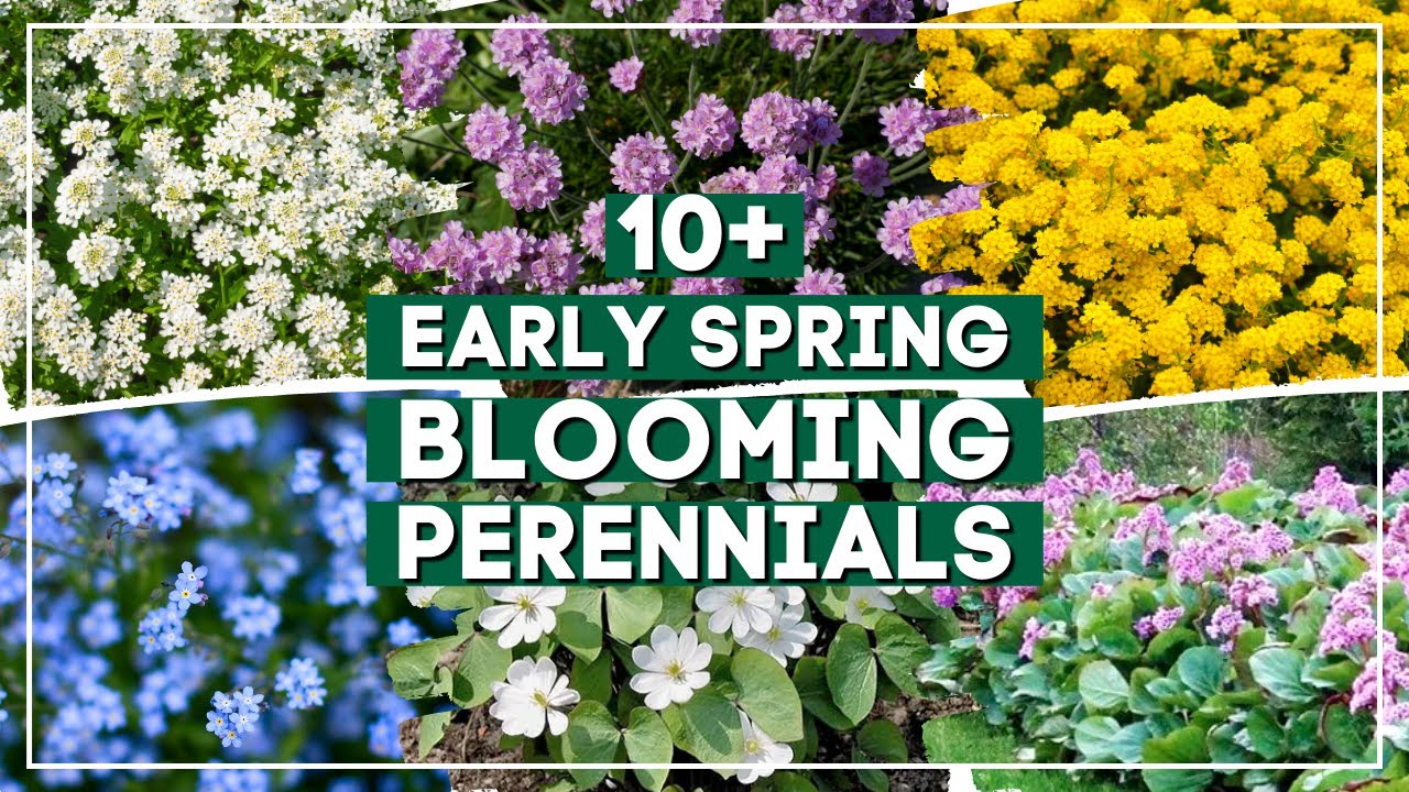 10+ Early Spring Perennial Flowers to Brighten Your Landscape Right After Winter 🌼 🌸 ✨