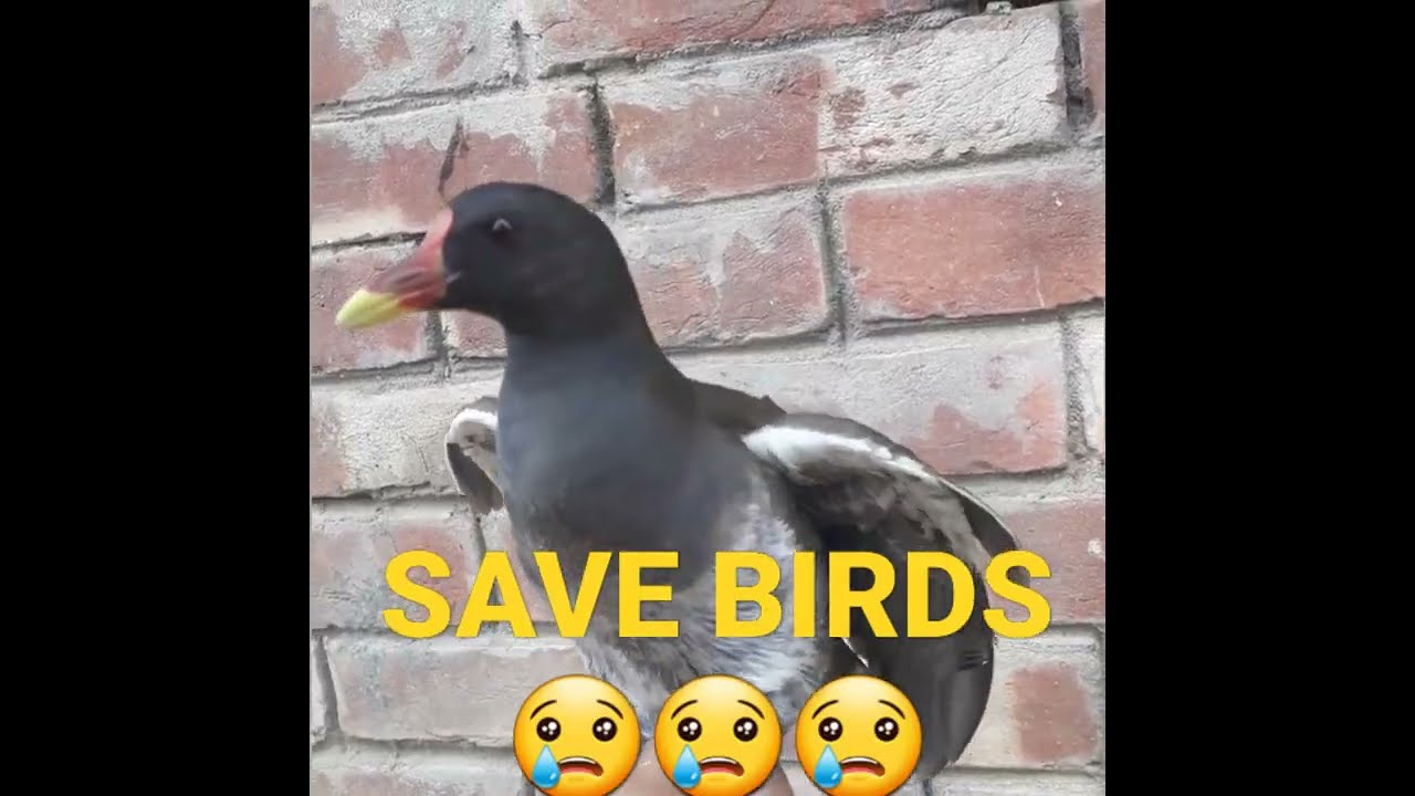 Moorhen Bird-Save Birds।। They are very helpless to human-kind #short #save birds