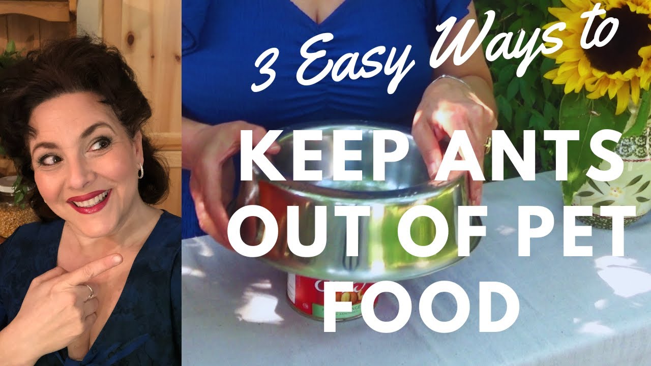 KEEP ANTS OUT OF PET FOOD BOWLS!  3 QUICK AND EASY WAYS