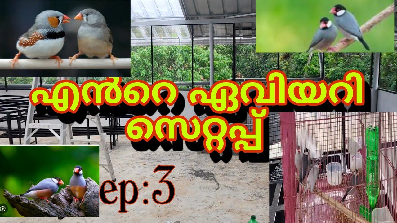Aviary setup ep 3 |@ garden of wings|aviary malayalam|aviary making 