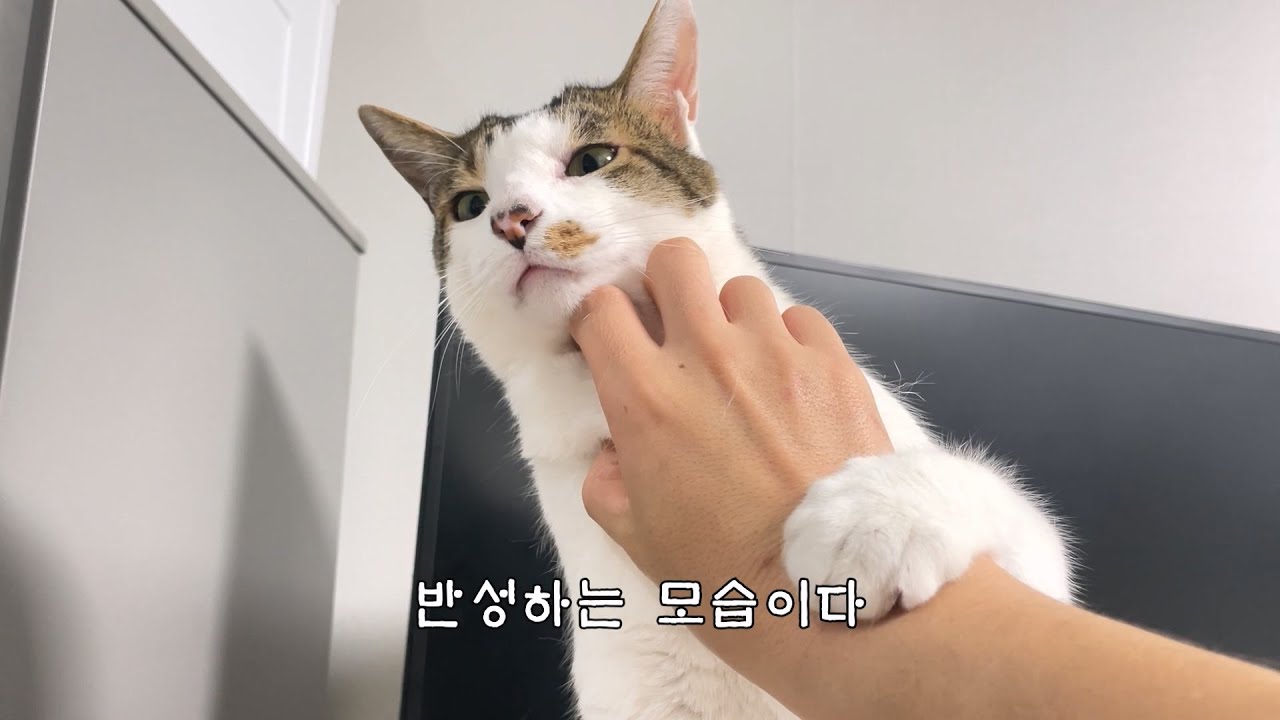 이제 무는 나의 상대가 되지 않는다