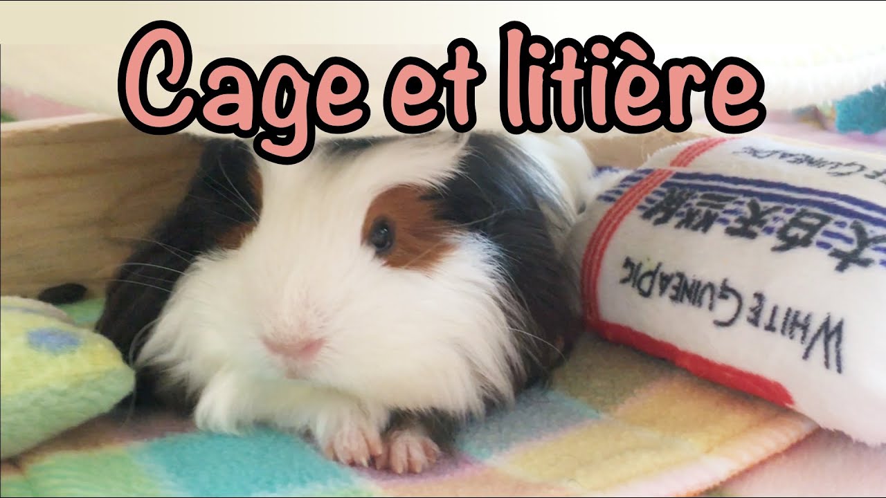 Ma cage et litière de polaire - Cochon d'inde