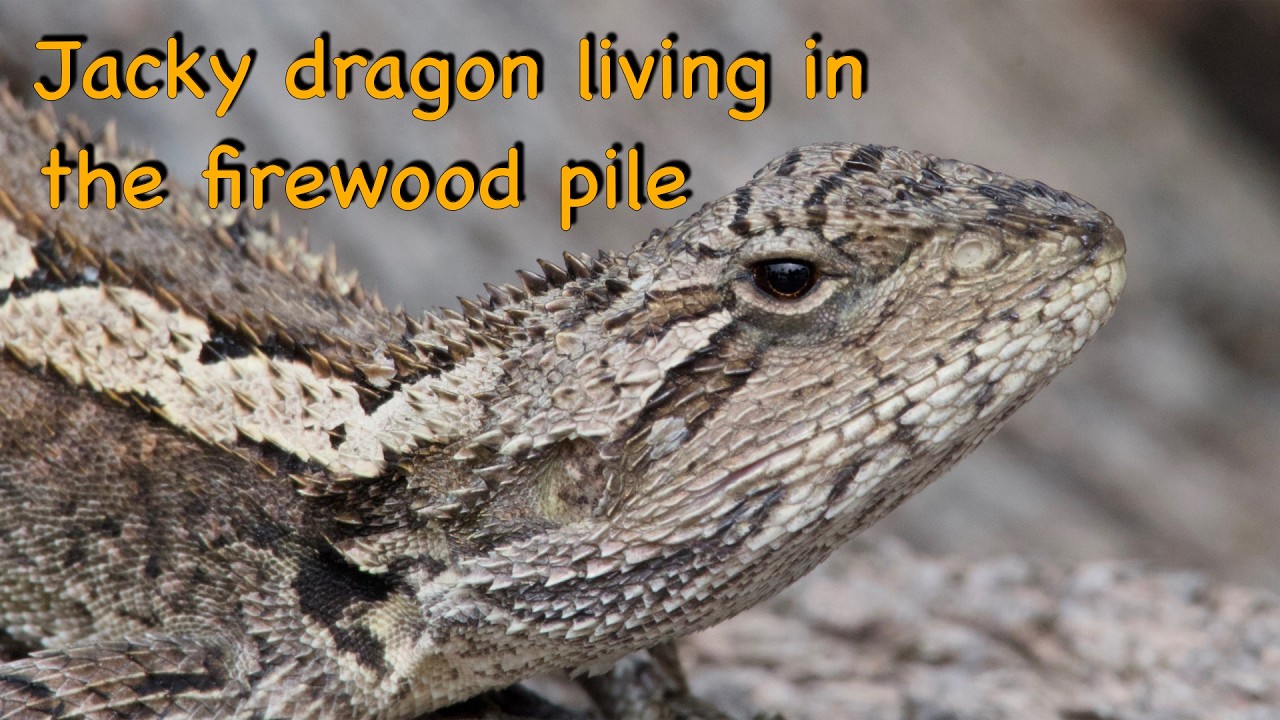 This Jacky dragon has made a home in our firewood stack...