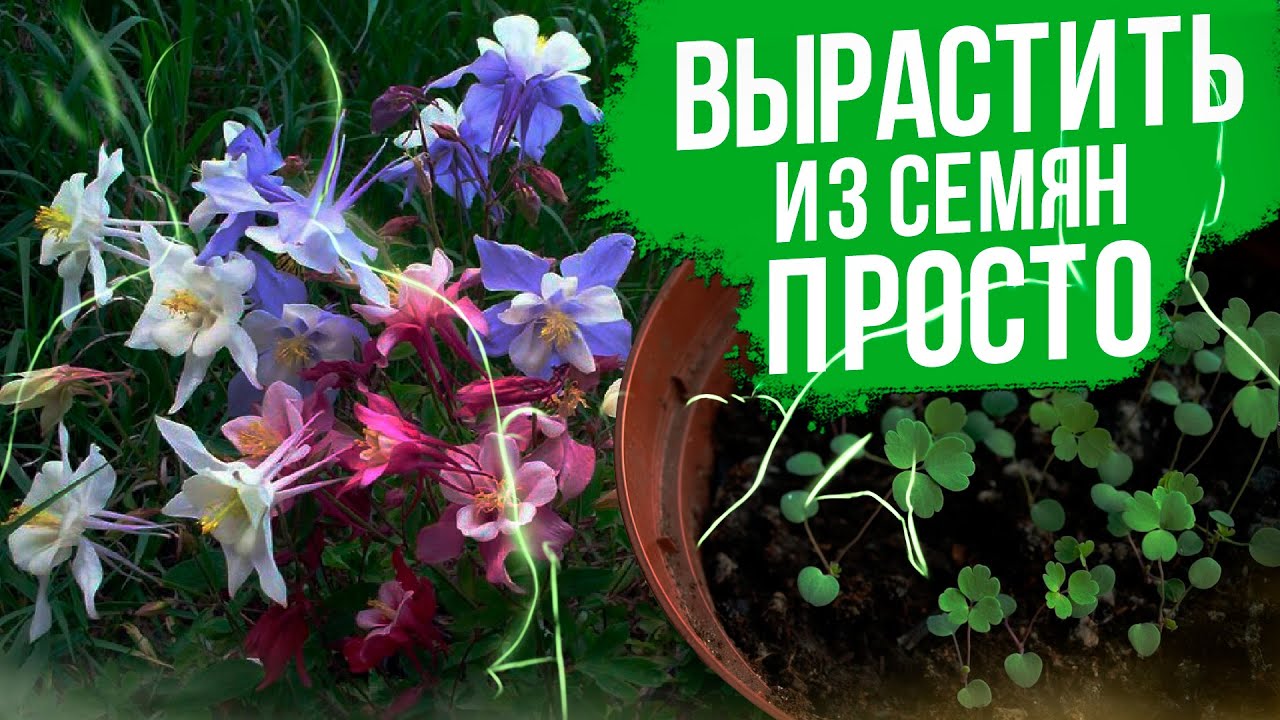 Аквилегия выращивание из семян. Лучший многолетний цветок из семян.