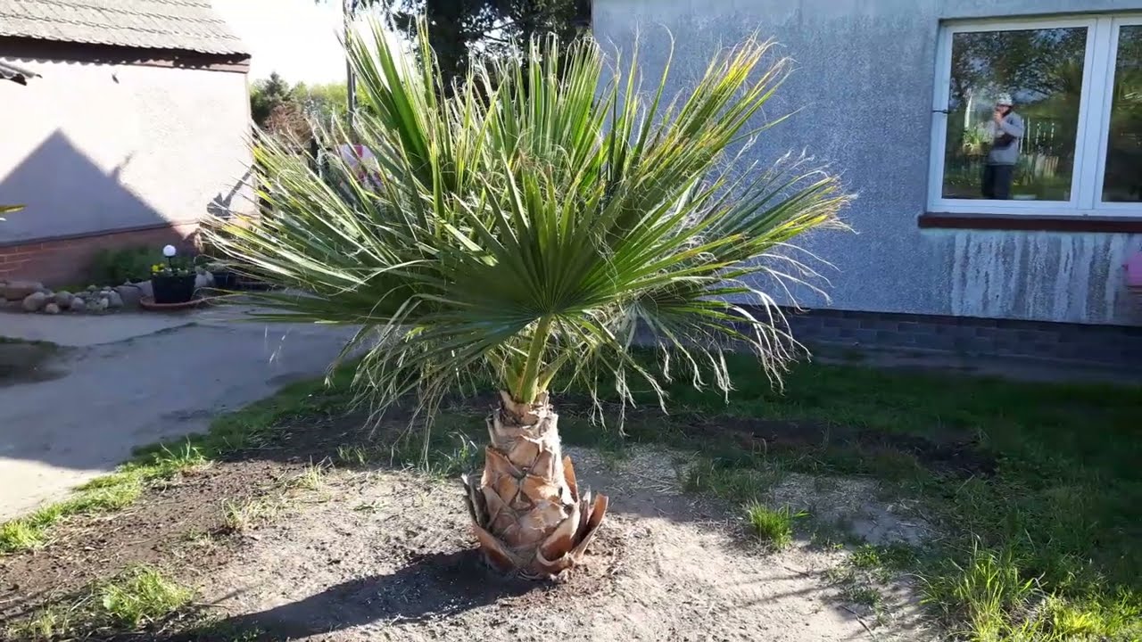 Washingtonia Filifera , robusta po zimie.7-05-2022