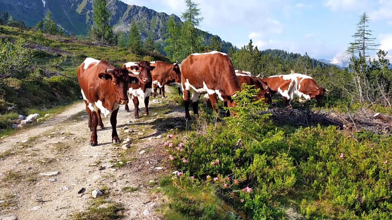 Die lebenslänglichen Rinder auf der Alm - zum allerersten Mal kälberlos!