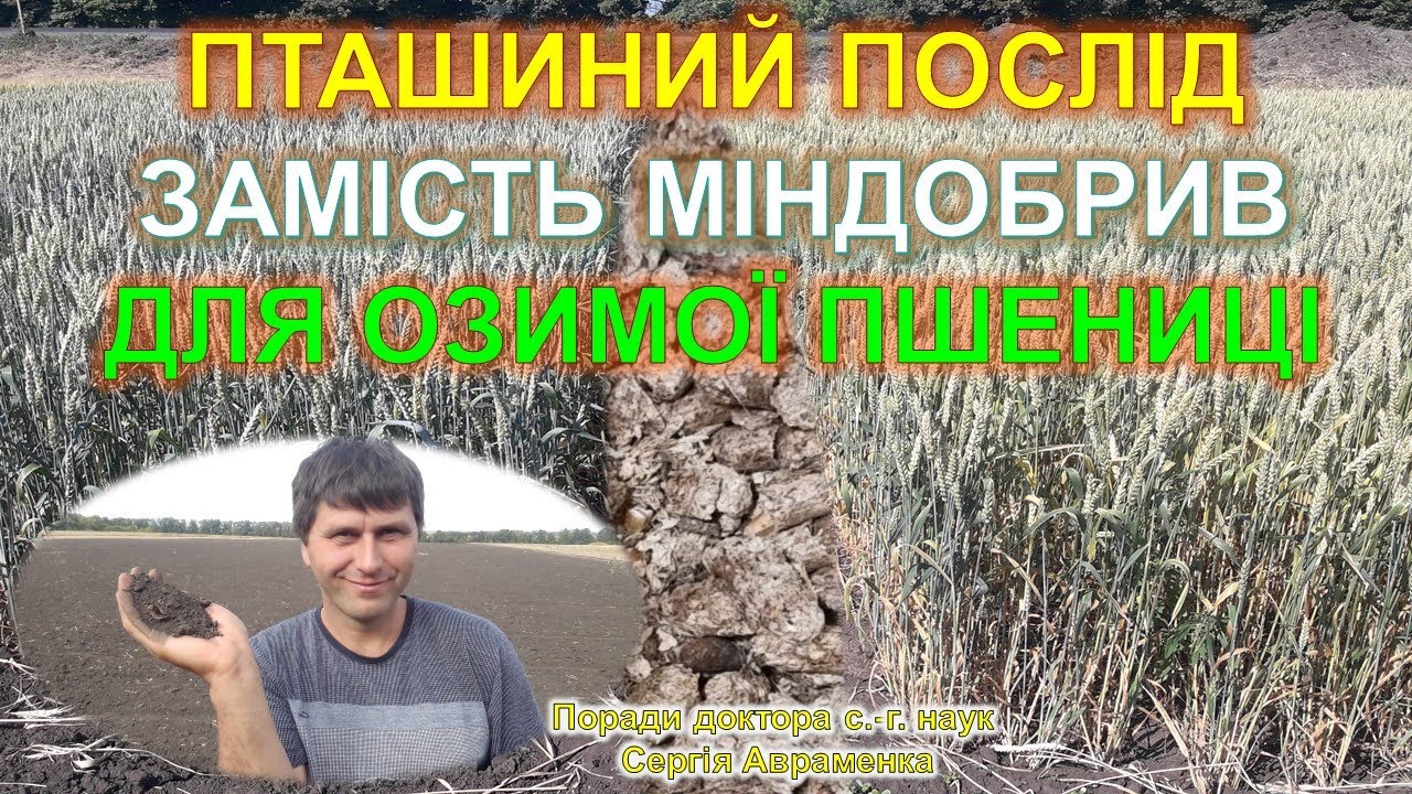 Пташиний послід замість міндобрив для озимої пшениці